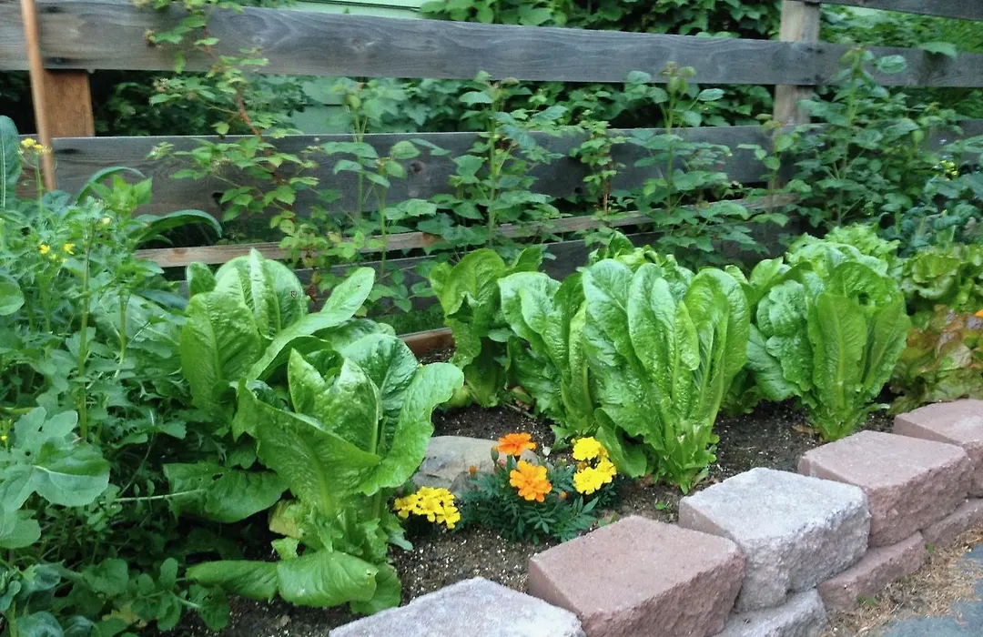 Gardenside Bed And Breakfast-1