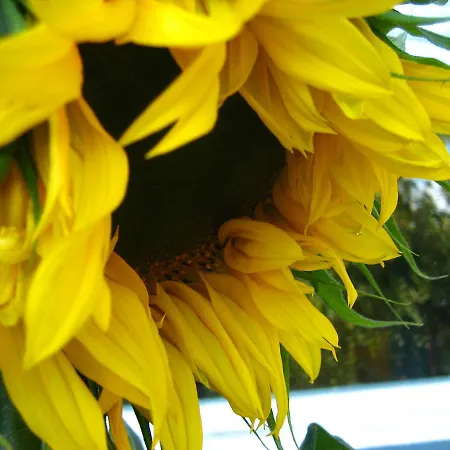 Gardenside Bed And Breakfast-2